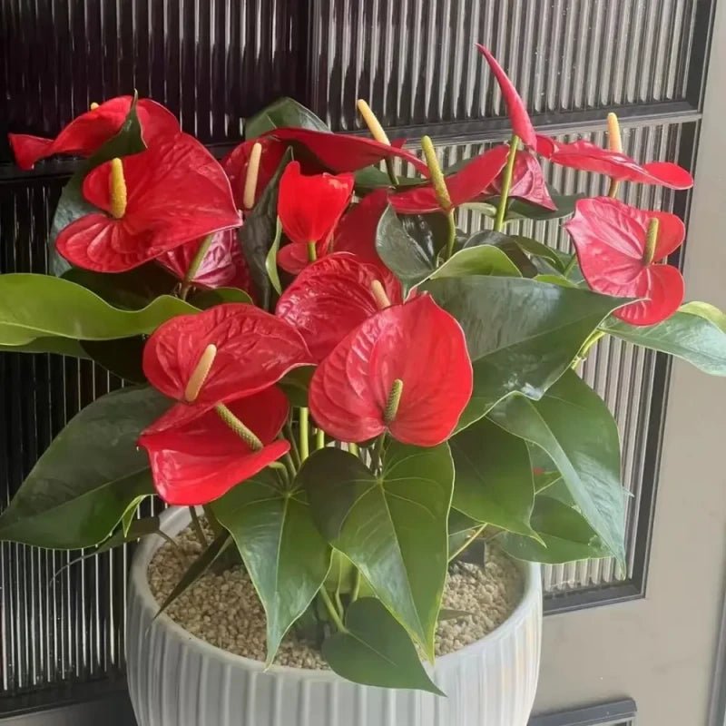 Red Anthurium Seeds - Verdseeds