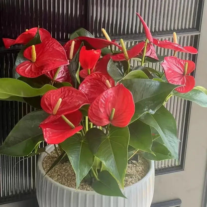 Red Anthurium Seeds - Verdseeds
