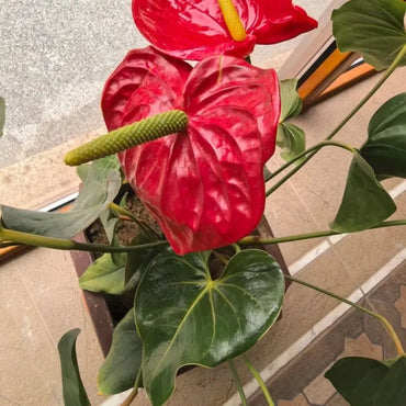 Red Anthurium Seeds - Verdseeds