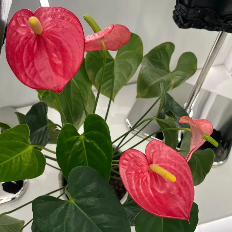 Red Anthurium Seeds - Verdseeds