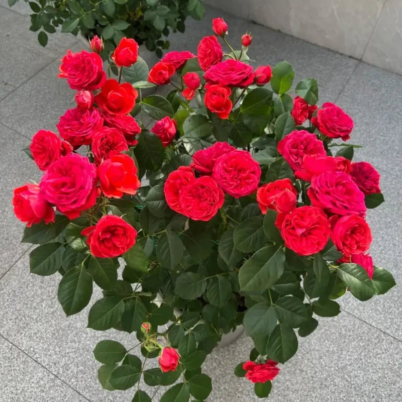 Red Apple Garden Rose Seeds - Verdseeds
