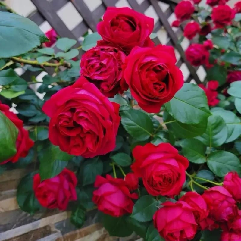 Red Apple Garden Rose Seeds - Verdseeds