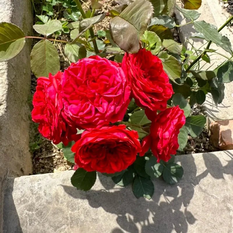 Red Apple Garden Rose Seeds - Verdseeds