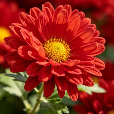 Red Aster Seeds - Verdseeds