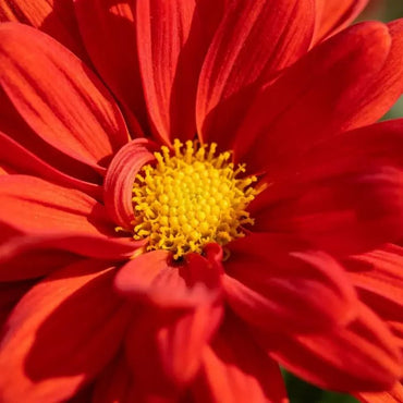 Red Aster Seeds - Verdseeds