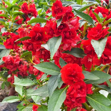 Red Balsam Seeds - Verdseeds