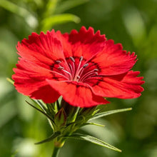 Red Bearded Pink Seeds - Verdseeds