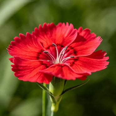 Red Bearded Pink Seeds - Verdseeds