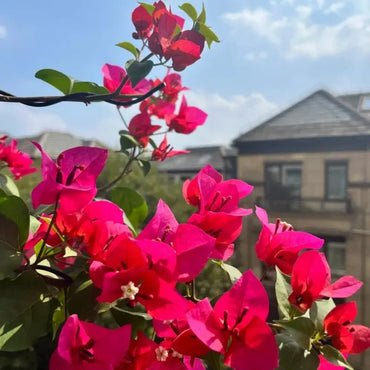Red Bougainvillea Seeds - Verdseeds