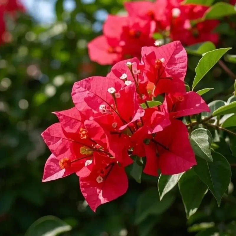 Red Bougainvillea Seeds - Verdseeds