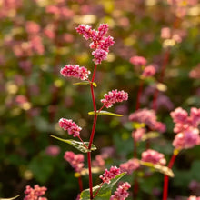 Red Buckwheat Seeds - Verdseeds