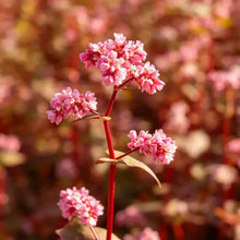 Red Buckwheat Seeds - Verdseeds