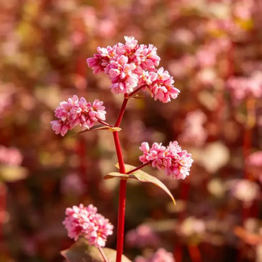 Red Buckwheat Seeds - Verdseeds