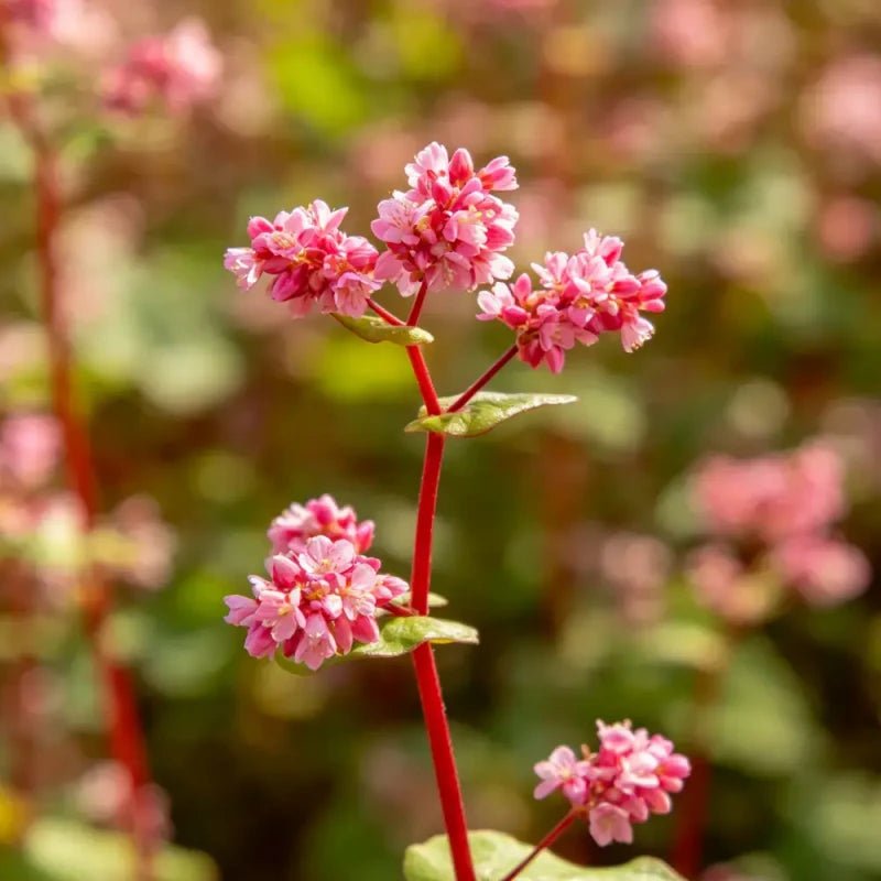 Red Buckwheat Seeds - Verdseeds