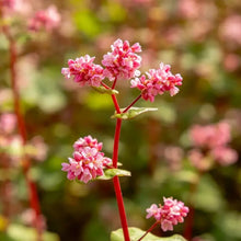 Red Buckwheat Seeds - Verdseeds