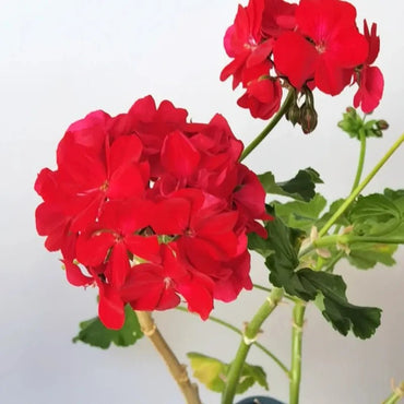 Red Calliope Geranium Seeds - Verdseeds