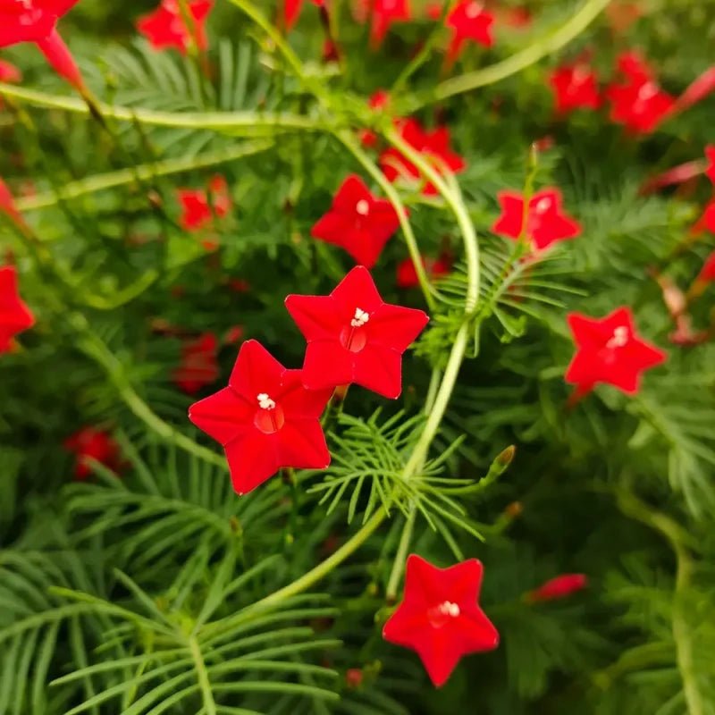 Red Cardinal Climber Seeds - Verdseeds