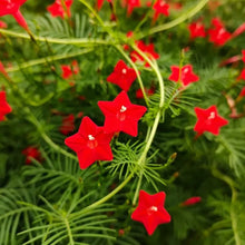 Red Cardinal Climber Seeds - Verdseeds