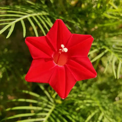 Red Cardinal Climber Seeds - Verdseeds