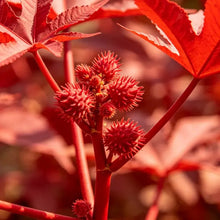 Red Castor Bean Seeds - Verdseeds