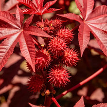 Red Castor Bean Seeds - Verdseeds