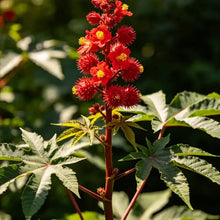 Red Castor Bean Seeds - Verdseeds