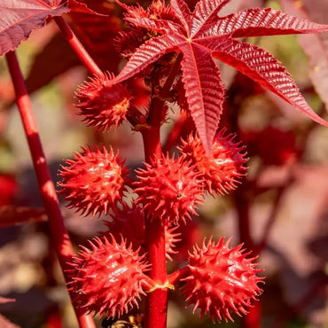 Red Castor Bean Seeds - Verdseeds
