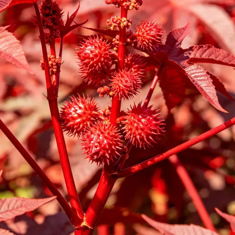 Red Castor Bean Seeds - Verdseeds