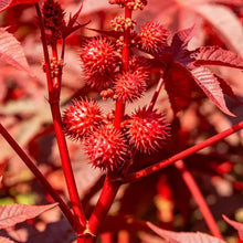 Red Castor Bean Seeds - Verdseeds