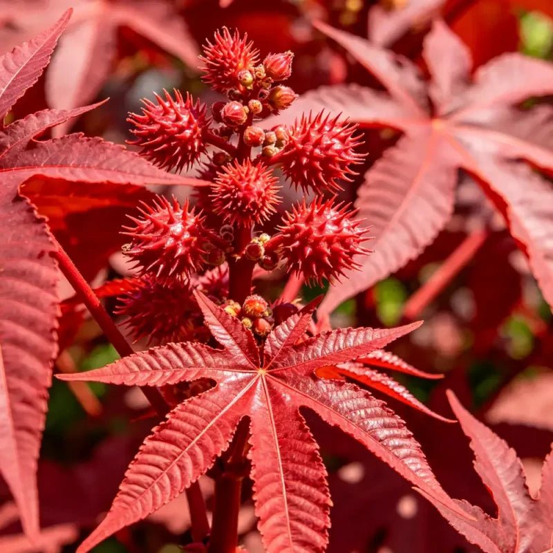 Red Castor Bean Seeds - Verdseeds