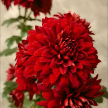 Red China Aster Seeds - Verdseeds
