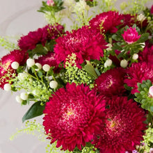 Red China Aster Seeds - Verdseeds