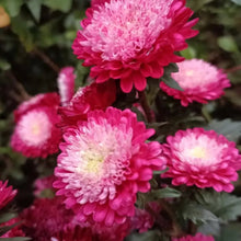 Red China Aster with White Stripes Seeds - Verdseeds