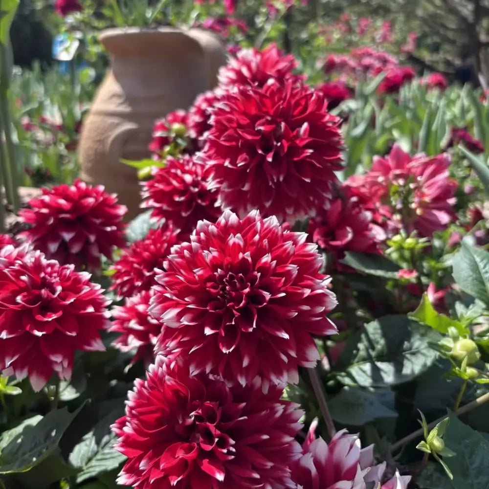 Red China Aster with White Stripes Seeds - Verdseeds