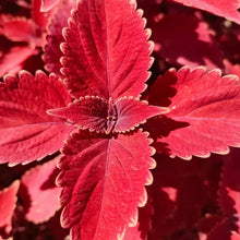 Red Coleus Seeds - Verdseeds