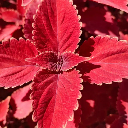 Red Coleus Seeds - Verdseeds