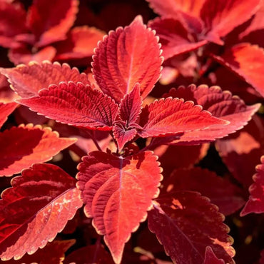 Red Coleus Seeds - Verdseeds