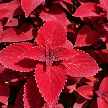 Red Coleus Seeds - Verdseeds