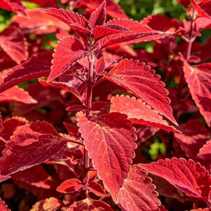 Red Coleus Seeds - Verdseeds