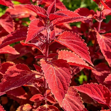 Red Coleus Seeds - Verdseeds