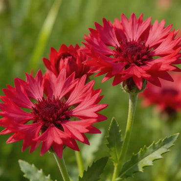 Red Cornflower Seeds - Verdseeds
