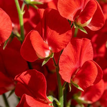 Red Cut Flower Sweet Pea Seeds - Verdseeds