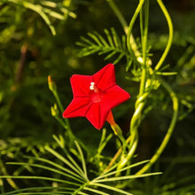 Red Cypress Vine Seeds - Verdseeds