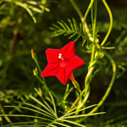 Red Cypress Vine Seeds - Verdseeds