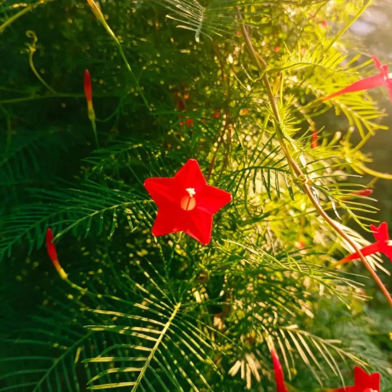Red Cypress Vine Seeds - Verdseeds