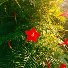 Red Cypress Vine Seeds - Verdseeds