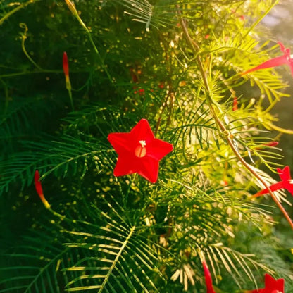 Red Cypress Vine Seeds - Verdseeds