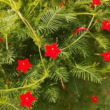 Red Cypress Vine Seeds - Verdseeds