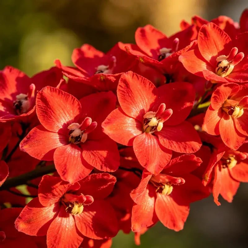 Red Delphinium Seeds - Verdseeds