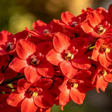 Red Delphinium Seeds - Verdseeds